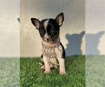 Small Photo #15 Chihuahua Puppy For Sale in DALLAS, TX, USA