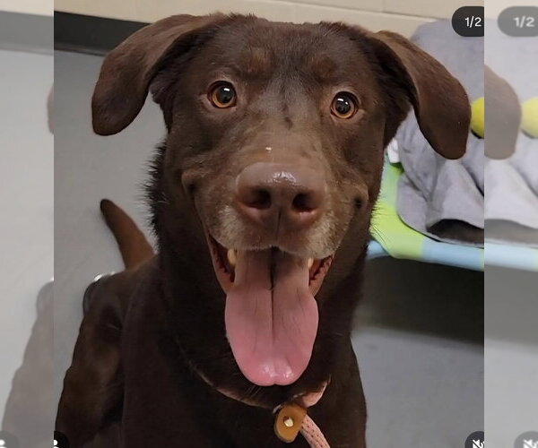 Medium Photo #3 Labrador Retriever Puppy For Sale in Sandy, UT, USA