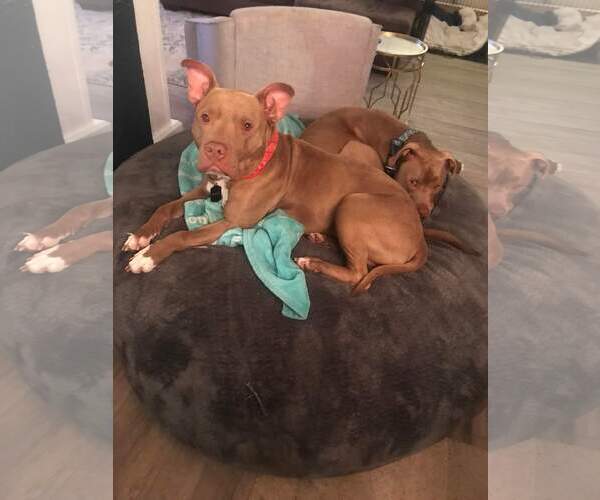 Medium Photo #21 American Staffordshire Terrier Puppy For Sale in Rosenberg, TX, USA