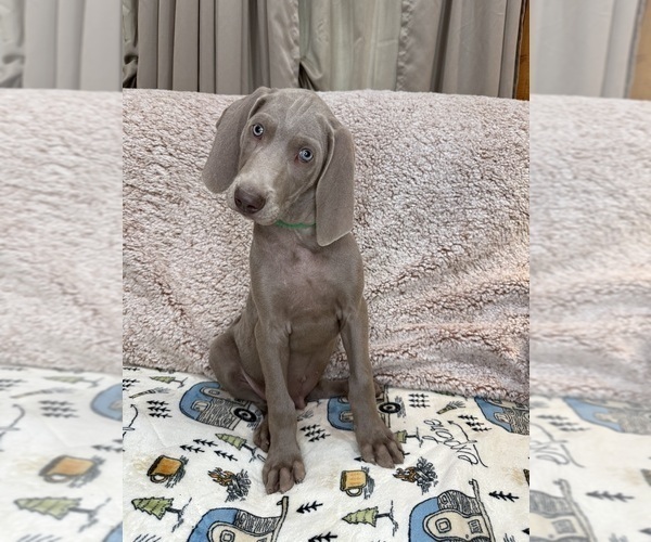 Medium Photo #3 Weimaraner Puppy For Sale in ELKTON, KY, USA