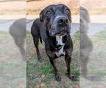 Small American Pit Bull Terrier