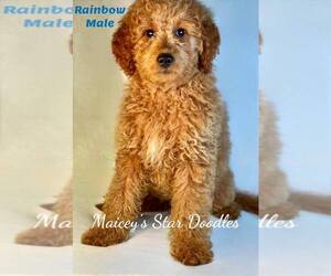Goldendoodle Puppy for sale in MC KEE, KY, USA