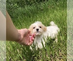 Small Photo #16 Havanese Puppy For Sale in HOUSTON, TX, USA