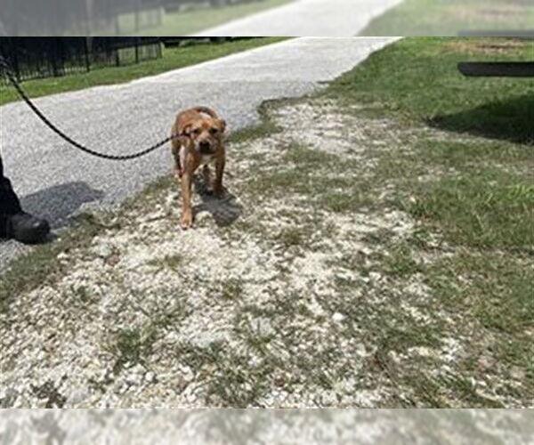 Medium Photo #1 Mutt Puppy For Sale in Ocala, FL, USA