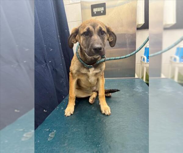 Medium Photo #1 Black Mouth Cur Puppy For Sale in Mobile, AL, USA