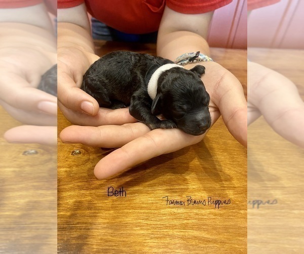 Medium Photo #4 Poodle (Miniature) Puppy For Sale in SEDALIA, MO, USA
