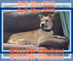 Small #6 Labrador Retriever Mix