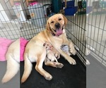 Small Photo #1 Labrador Retriever Puppy For Sale in PILOT, VA, USA