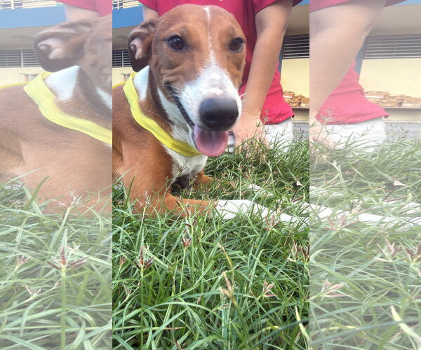 Medium Photo #2 Rhodesian Ridgeback-Vizsla Mix Puppy For Sale in Virginia Beach, VA, USA