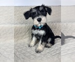 Small Photo #6 Schnauzer (Miniature) Puppy For Sale in HIGHLAND, CA, USA