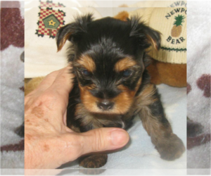 Schnauzer (Miniature) Puppy for sale in AUGUSTA, ME, USA
