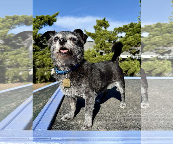 Medium Photo #1 Mutt Puppy For Sale in Seal Beach, CA, USA