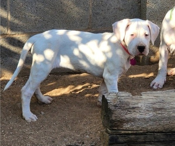 Medium Photo #6 Dogo Argentino Puppy For Sale in ALBUQUERQUE, NM, USA