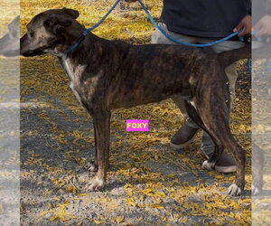 Plott Hound-Presa Canario Mix Dogs for adoption in Woodland Hills, CA, USA