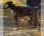 FOXY - Female Holland Shepherd-Plott Hound Mix Dog for Adoption - Small photo