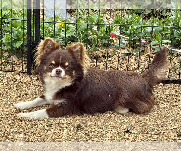 Medium Photo #1 Chihuahua Puppy For Sale in NEWVILLE, PA, USA