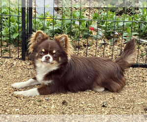 Father of the Chihuahua puppies born on 09/06/2026