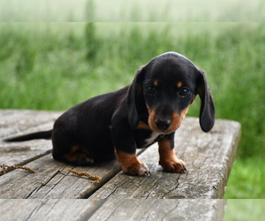 Dachshund Puppy for sale in PARIS, TN, USA
