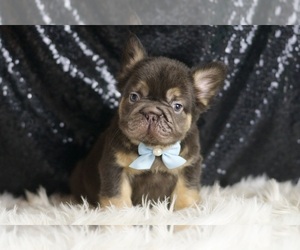 French Bulldog Puppy for sale in WARSAW, IN, USA