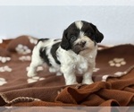 Small #2 Havanese