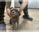 Puppy Naked Cane Corso