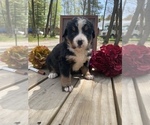 Small Photo #2 Bernese Mountain Dog Puppy For Sale in HARRISON, MI, USA