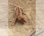 Small Photo #104 Rhodesian Ridgeback Puppy For Sale in MORONGO VALLEY, CA, USA