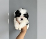 Small Photo #13 Maltipoo Puppy For Sale in ALBUQUERQUE, NM, USA