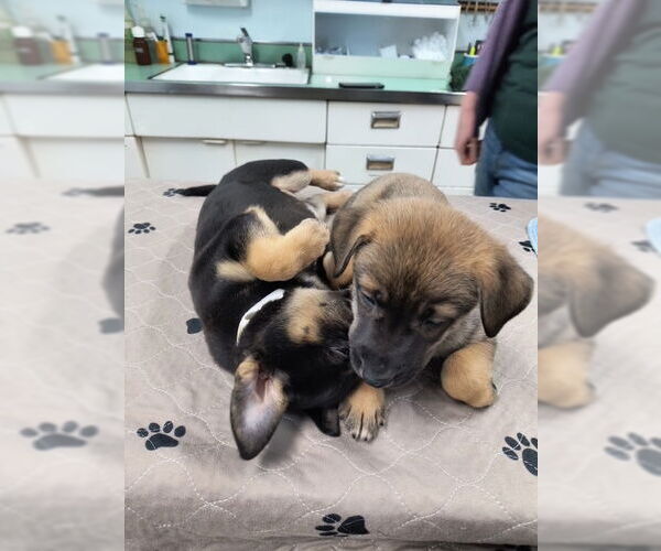 Medium Photo #2 Mutt Puppy For Sale in Kansas City, MO, USA