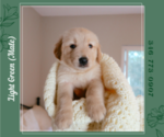 Puppy Light Green Golden Retriever