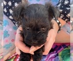 Small Photo #11 Pomeranian-Poodle (Toy) Mix Puppy For Sale in ST GEORGE, UT, USA