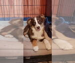 Small #2 Australian Shepherd