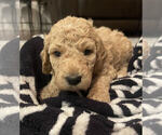 Puppy Nola Goldendoodle