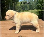 Small Photo #13 Labrador Retriever Puppy For Sale in STANLEY, WI, USA