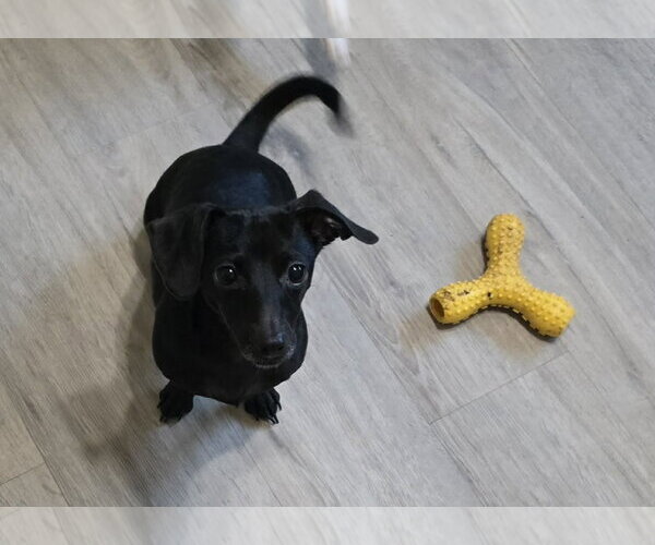 Medium Photo #4 Chiweenie Puppy For Sale in Visalia, CA, USA