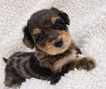 Puppy Bernard Aussie-Poo-Bernedoodle Mix