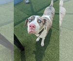 Small #1 Great Dane Mix
