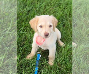 Labrador Retriever-Unknown Mix Dogs for adoption in New London, WI, USA