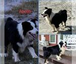 Small Photo #1 Australian Shepherd Puppy For Sale in BLACKSHEAR, GA, USA