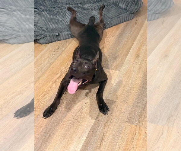 Medium Photo #1 Mutt Puppy For Sale in San Diego, CA, USA