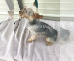 Small Photo #10 Yorkshire Terrier Puppy For Sale in CASSVILLE, MO, USA