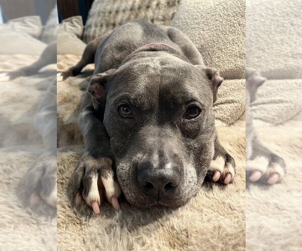 Medium Photo #3 American Pit Bull Terrier-Unknown Mix Puppy For Sale in Andover, MN, USA