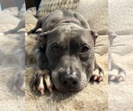 Small #2 American Pit Bull Terrier Mix