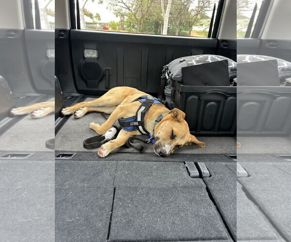 Medium Photo #8 Mutt Puppy For Sale in San Diego, CA, USA