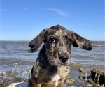 Small Photo #28 Boxer-Poodle (Standard) Mix Puppy For Sale in WEST POINT, VA, USA