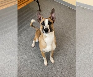Black Mouth Cur-Unknown Mix Dogs for adoption in Low Moor, VA, USA