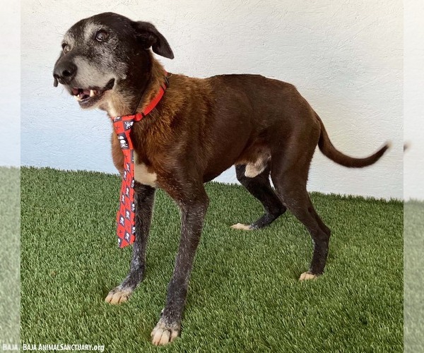 Medium Photo #4 Greyhound-Labrador Retriever Mix Puppy For Sale in San Diego, CA, USA