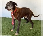 Small Photo #4 Greyhound-Labrador Retriever Mix Puppy For Sale in San Diego, CA, USA