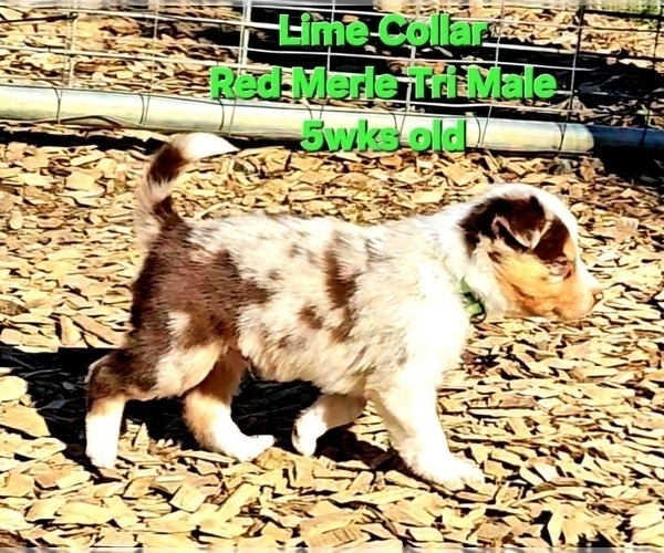 Medium Photo #10 Border Collie Puppy For Sale in BYBEE, TN, USA