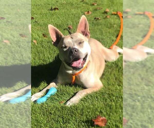 Medium Photo #7 Bulldog-Unknown Mix Puppy For Sale in Kennesaw, GA, USA